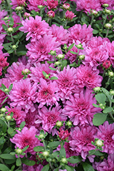 Wanda Lavender Chrysanthemum (Chrysanthemum 'Wanda Lavender') at Lakeshore Garden Centres