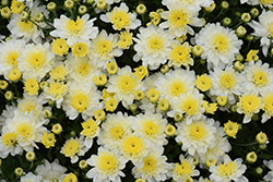 Chelsey White Chrysanthemum (Chrysanthemum 'Chelsey White') at Lakeshore Garden Centres