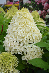 Quick Fire Fab Hydrangea (Hydrangea paniculata 'SMNHPM') at Peter Knippel Garden Centre