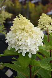 Limelight Prime Hydrangea (Hydrangea paniculata 'SMNHPPH') at Peter Knippel Garden Centre