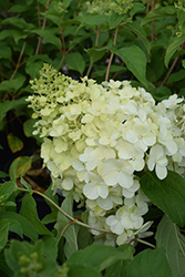 Polar Bear Hydrangea (Hydrangea paniculata 'Polar Bear') at Lakeshore Garden Centres
