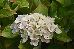 Everlasting Amethyst Hydrangea (Hydrangea macrophylla 'Hokomathyst') at Lakeshore Garden Centres