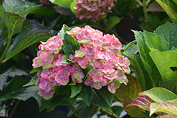 Tilt-A-Swirl Hydrangea (Hydrangea macrophylla 'QUFU') at Lakeshore Garden Centres