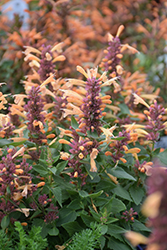Peachie Keen Hyssop (Agastache 'Peachie Keen') at Lakeshore Garden Centres