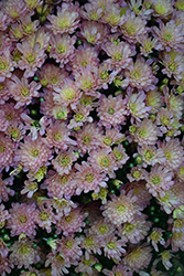 Flamingo Pineapple Pink Chrysanthemum (Chrysanthemum 'Flamingo Pineapple Pink') at Lakeshore Garden Centres
