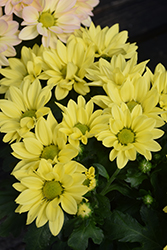 Mount Runca Yellow Chrysanthemum (Chrysanthemum 'Mount Runca Yellow') at Lakeshore Garden Centres