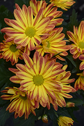 Rainbow Sunset Chrysanthemum (Chrysanthemum 'Rainbow Sunset') at Lakeshore Garden Centres