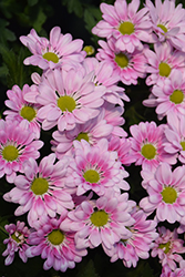 Starling Pink Chrysanthemum (Chrysanthemum 'Starling Pink') at Lakeshore Garden Centres
