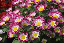 Fairbanks Purple Spoons Chrysanthemum (Chrysanthemum 'Fairbanks Purple Spoons') at Lakeshore Garden Centres