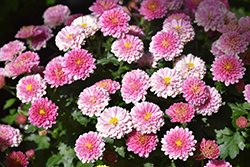 Jasoda Pink Chrysanthemum (Chrysanthemum 'Jasoda Pink') at Lakeshore Garden Centres
