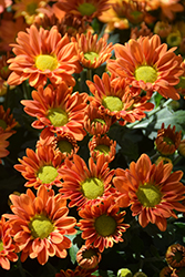 Reno Bronze Chrysanthemum (Chrysanthemum 'Reno Bronze') at Lakeshore Garden Centres