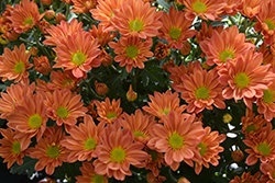 Hilo Tangerine Chrysanthemum (Chrysanthemum 'Hilo Tangerine') at Lakeshore Garden Centres