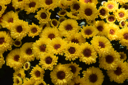 Vyron Yellow Chrysanthemum (Chrysanthemum 'Vyron Yellow') at Lakeshore Garden Centres