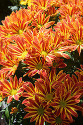 Rainbow Circus Chrysanthemum (Chrysanthemum 'Rainbow Circus') at Lakeshore Garden Centres