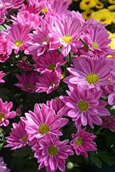 Roanoke Pink Chrysanthemum (Chrysanthemum 'Roanoke Pink') at Lakeshore Garden Centres