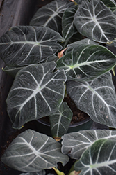 Mythic Black Velvet Jewel Alocasia (Alocasia reginula 'Black Velvet') at Golden Acre Home & Garden