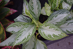 Jubilee Chinese Evergreen (Aglaonema 'Jubilee') at Lakeshore Garden Centres