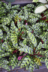 Rattlesnake Plant (Calathea lancifolia) at Golden Acre Home & Garden