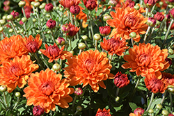 Autumn Spice Igloo Chrysanthemum (Chrysanthemum 'Autumn Spice Igloo') at Lakeshore Garden Centres