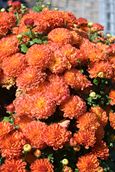 Ditto Dark Orange Chrysanthemum (Chrysanthemum 'Ditto Dark Orange') at Lakeshore Garden Centres