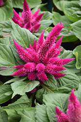 Kosmo Cherry Celosia (Celosia 'Kosmo Cherry') at Lakeshore Garden Centres
