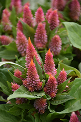 Kosmo Salmon Celosia (Celosia 'Kosmo Salmon') at Lakeshore Garden Centres