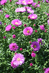 Magic Pink Aster (Symphyotrichum novi-belgii 'Magic Pink') at Lakeshore Garden Centres