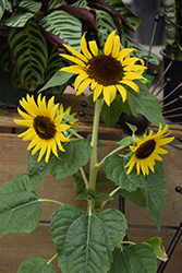 Country Roads Sunflower (Helianthus annuus 'Country Roads') at Lakeshore Garden Centres