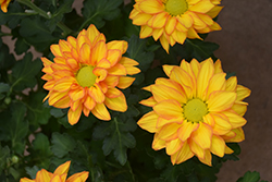 Grandview Gold Chrysanthemum (Chrysanthemum 'Grandview Gold') at Lakeshore Garden Centres