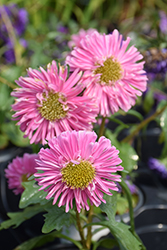 Fan Pink Aster (Callistephus chinensis 'Fan Pink') at Lakeshore Garden Centres