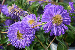 Fan Light Blue Aster (Callistephus chinensis 'Fan Light Blue') at Lakeshore Garden Centres