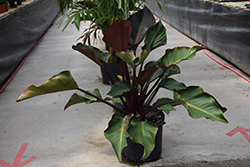 Prismacolor Rojo Congo Philodendron (Philodendron 'Rojo Congo') at Golden Acre Home & Garden