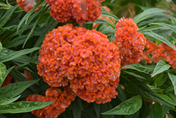 Twisted Orange Celosia (Celosia cristata 'Twisted Orange') at Lakeshore Garden Centres