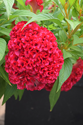 Twisted Strawberry Celosia (Celosia cristata 'Twisted Strawberry') at Lakeshore Garden Centres