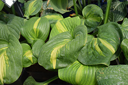 Enchiladas Hosta (Hosta 'Enchiladas') at Lakeshore Garden Centres