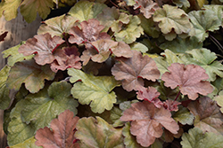 Carnival Coffee Bean Coral Bells (Heuchera 'Coffee Bean') at Lakeshore Garden Centres