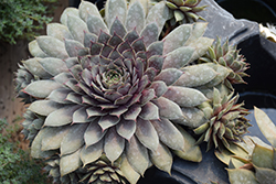 Twilight Blues Hens And Chicks (Sempervivum 'Twilight Blues') at Lakeshore Garden Centres