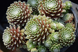 Stansfield's Cobweb Hens And Chicks (Sempervivum arachnoideum 'Stansfieldii') at Lakeshore Garden Centres