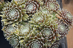 Urmina Hens And Chicks (Sempervivum 'Urmina') at Lakeshore Garden Centres