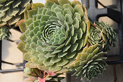 Joubarbe Hens And Chicks (Sempervivum 'Joubarbe') at Lakeshore Garden Centres