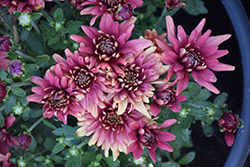 Fonti Pink Chrysanthemum (Chrysanthemum 'Fonti Pink') at Lakeshore Garden Centres