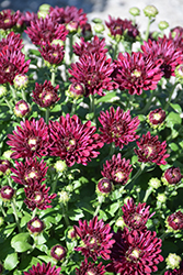 Lagoon Purple Chrysanthemum (Chrysanthemum 'Lagoon Purple') at Lakeshore Garden Centres