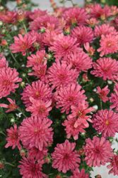 Jacqueline Rose Chrysanthemum (Chrysanthemum 'Jacqueline Rose') at Lakeshore Garden Centres