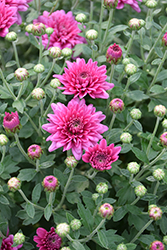 Padre Lilac Chrysanthemum (Chrysanthemum 'Padre Lilac') at Lakeshore Garden Centres