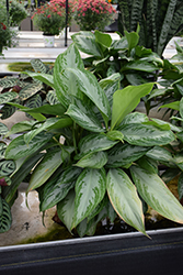 Silver Bay Chinese Evergreen (Aglaonema 'Silver Bay') at Lakeshore Garden Centres