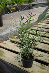 Slender Brake Fern (Pteris ensiformis) at Lakeshore Garden Centres
