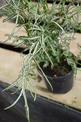Slender Brake Fern (Pteris ensiformis) at Lakeshore Garden Centres