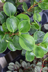 Lemon Lime Baby Rubber Plant (Peperomia obtusifolia 'Lemon Lime') at Lakeshore Garden Centres