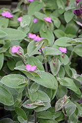 Cobweb Spiderwort (Tradescantia sillamontana) at Lakeshore Garden Centres