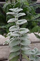 Cobweb Spiderwort (Tradescantia sillamontana) at Lakeshore Garden Centres
